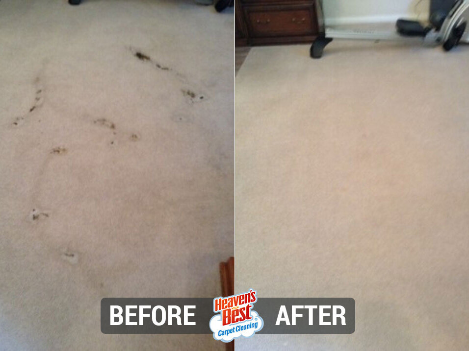 Heaven's Best Carpet Cleaning of Davenport